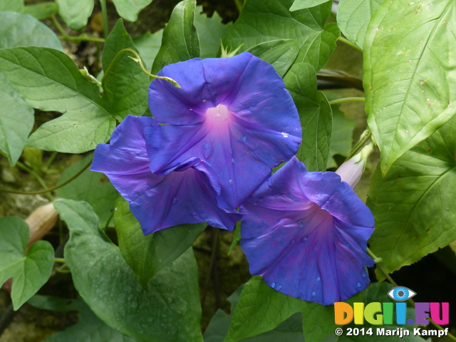 FZ006076 Tropical blue flowers